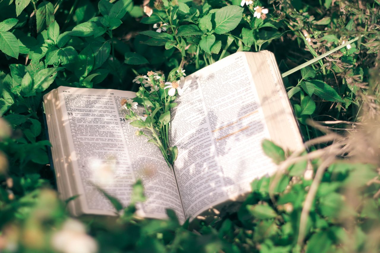 Open Bible nestled among lush green plants and delicate white flowers, serene outdoor scene.